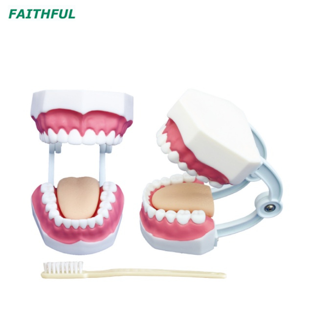 XC-403Series Dental Care Model