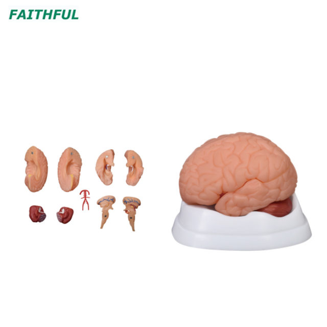 XC-304 Series Brain Model