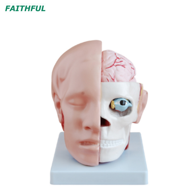 XC-318 Series Brain Model