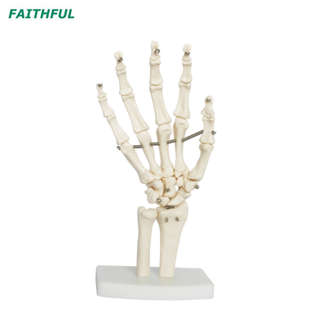 Hand Joint XC-114 Series
