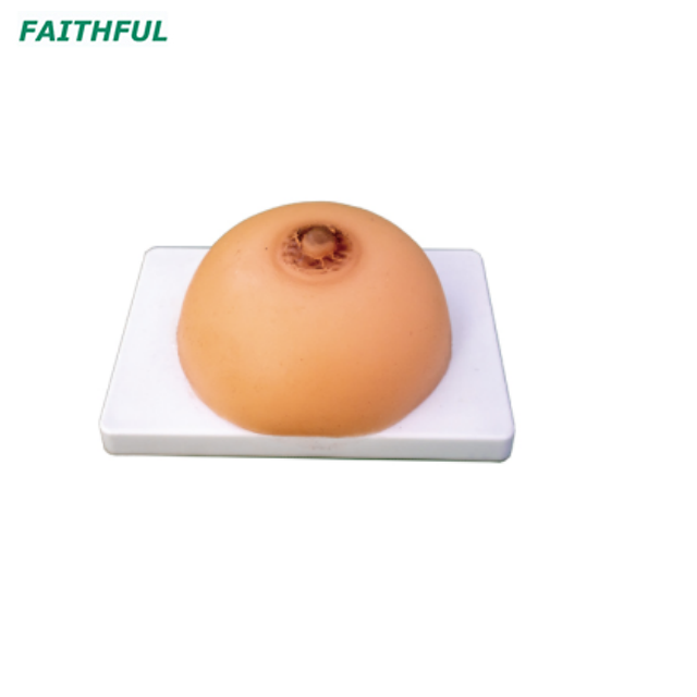 XC-418B Lactation Training Model