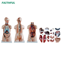 XC-206 85CM Sexless Torso 20 Parts