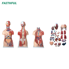 XC-210 85CM Unisex Muscle Torso 30 Parts