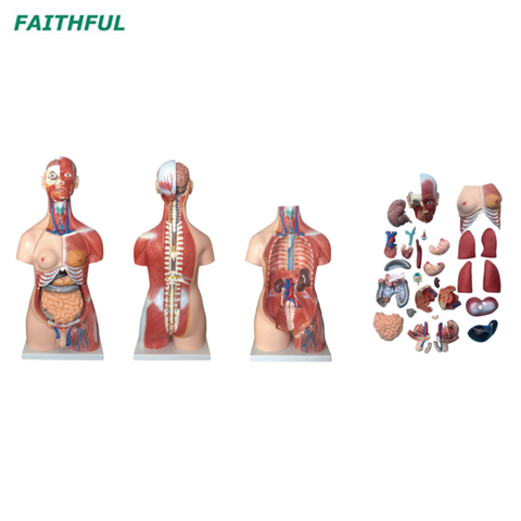 XC-210 85CM Unisex Muscle Torso 30 Parts
