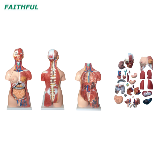 XC-210 85CM Unisex Muscle Torso 30 Parts