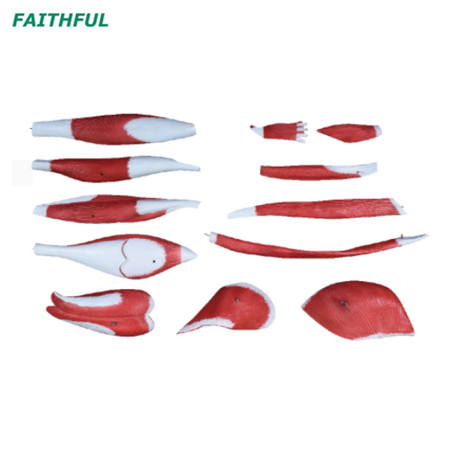 XC-337 Muscle of Human Leg (13 Parts)