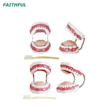 XC-403Series Dental Care Model