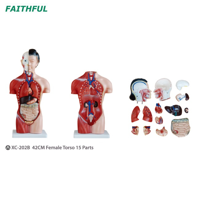 XC-202Series 42CM Male/Female Torso 15 Parts/13 Parts