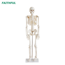 XC-102 85CM Skeleton