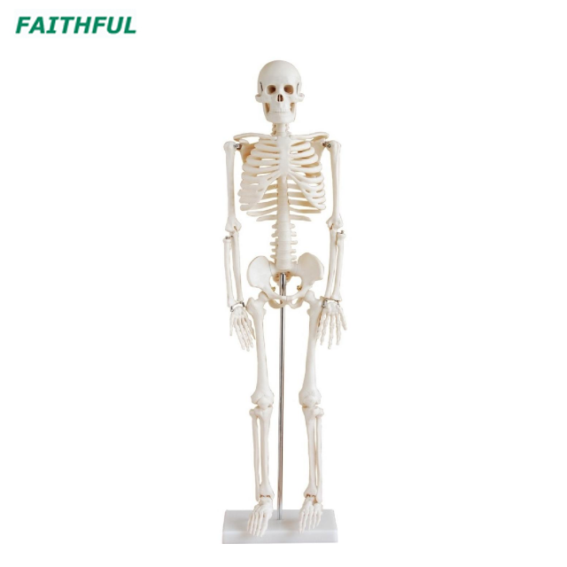 XC-102 85CM Skeleton