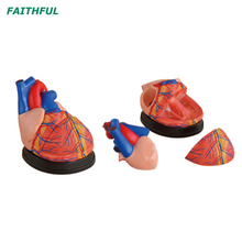 XC-307Series Heart Model