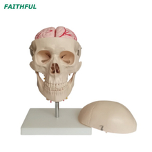 XC-135E Skull with 8 Parts Brain and Cervical Spine