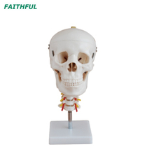 XC-135 Skull with Cervical Spine