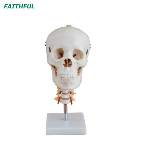 XC-135 Skull with Cervical Spine