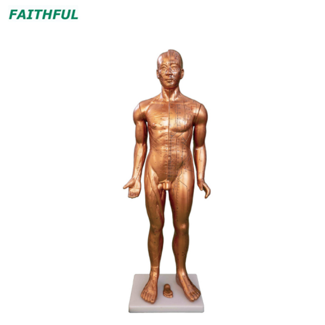 XC-500Series Deluxe Acupuncture（&Muscle） Model