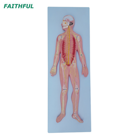 XC-322A Nervous System