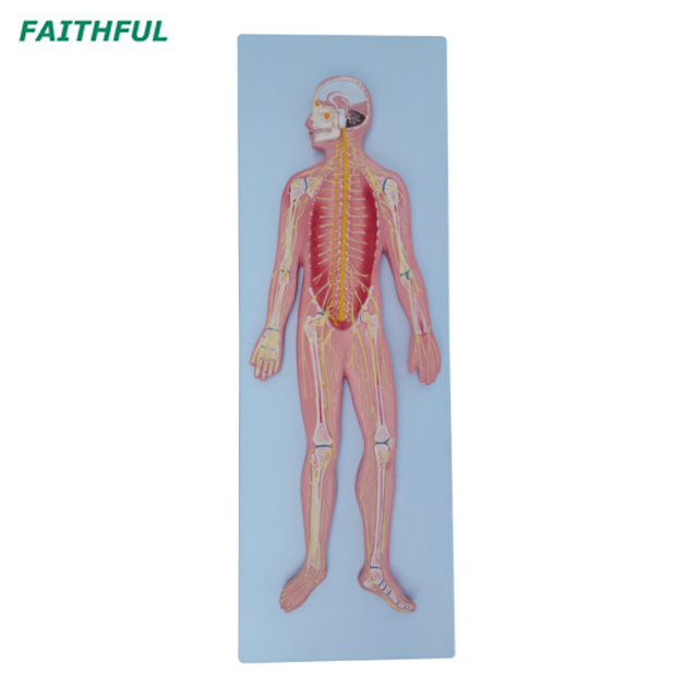 XC-322A Nervous System