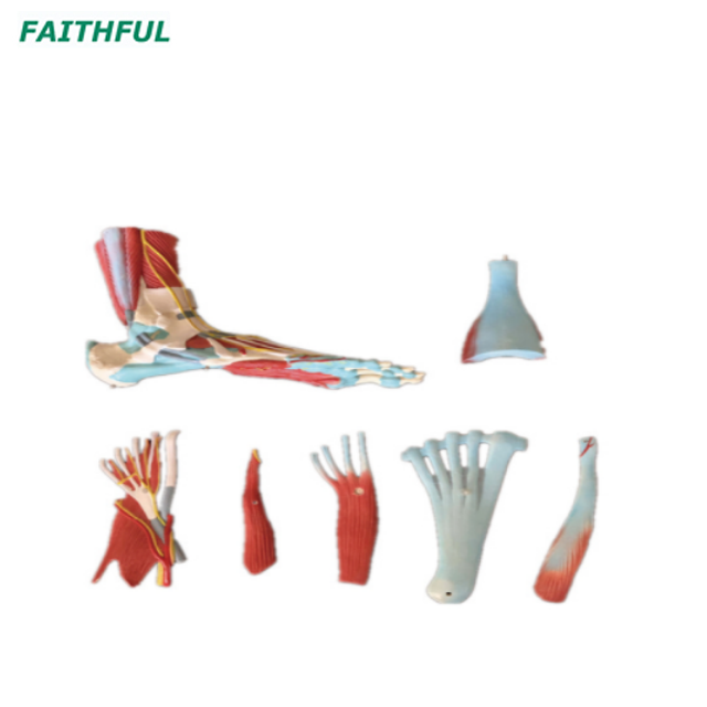 XC-338 Life Size Human Muscle Foot Model (7 Parts)