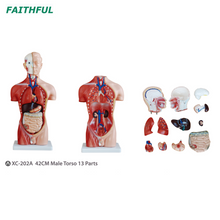 XC-202Series 42CM Male/Female Torso 15 Parts/13 Parts