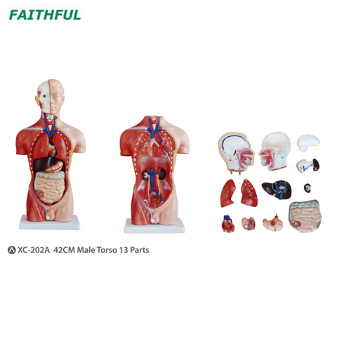 XC-202Series 42CM Male/Female Torso 15 Parts/13 Parts