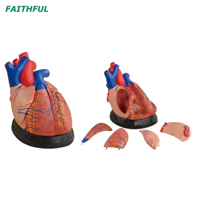XC-307Series Heart Model