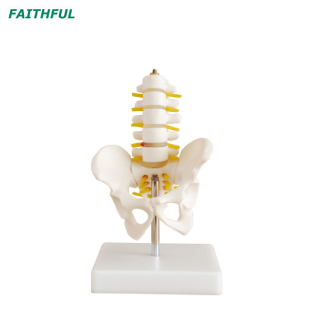 Lumbar Vertebrae XC-115 Series