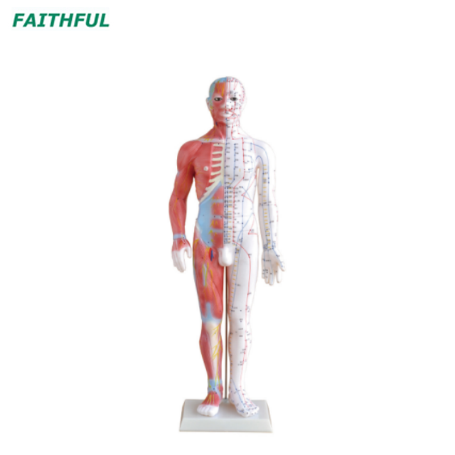 XC-500Series Deluxe Acupuncture（&Muscle） Model