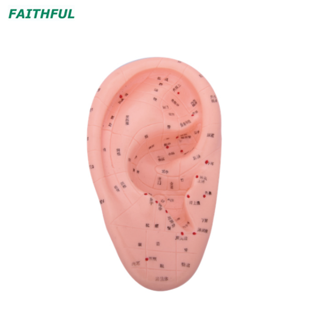 XC-514Series Massage Ear Model 17CM/12CM