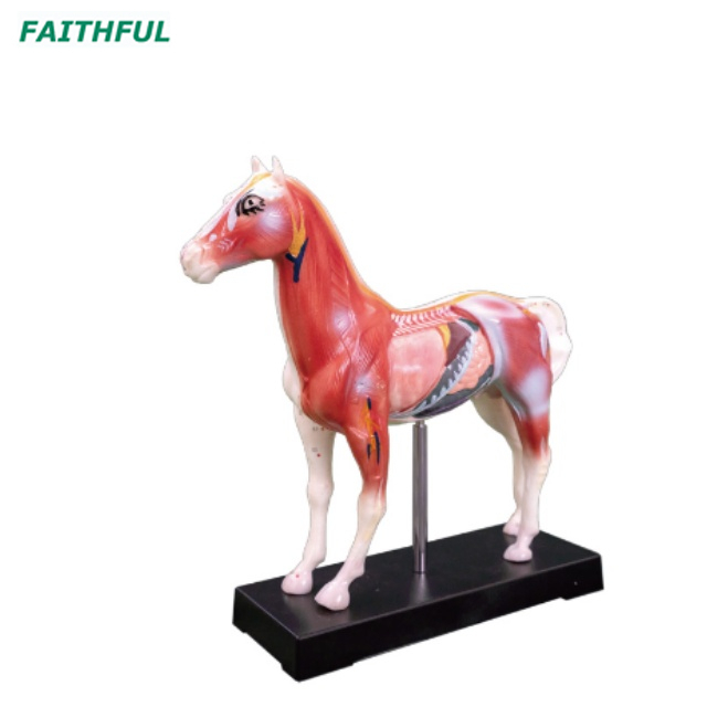 XC-600Series Animal Acupuncture Model