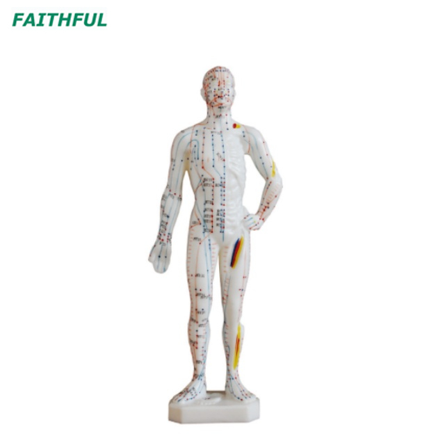 XC-506 Acupuncture Model 26CM