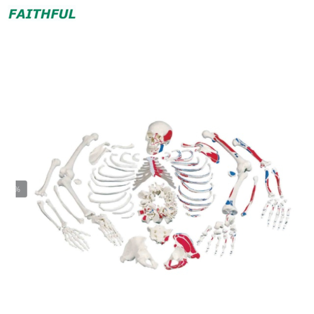 XC-130Series Disarticulated Skeleton with Skul/Painted Muscles