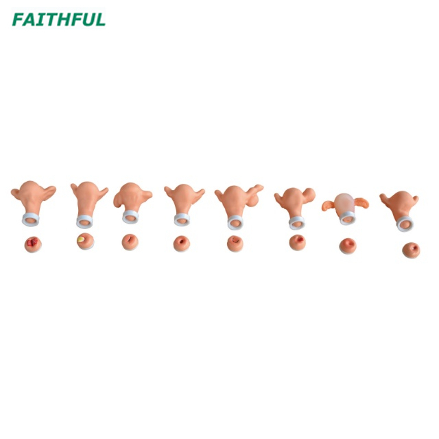 XC-411 Gynecological Training Simulator
