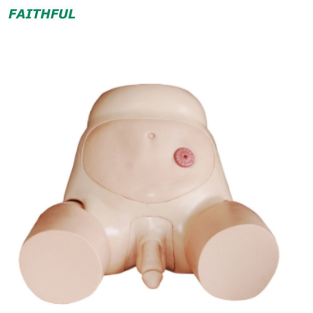 XC-408 Series Urethral Catheterization Simulator