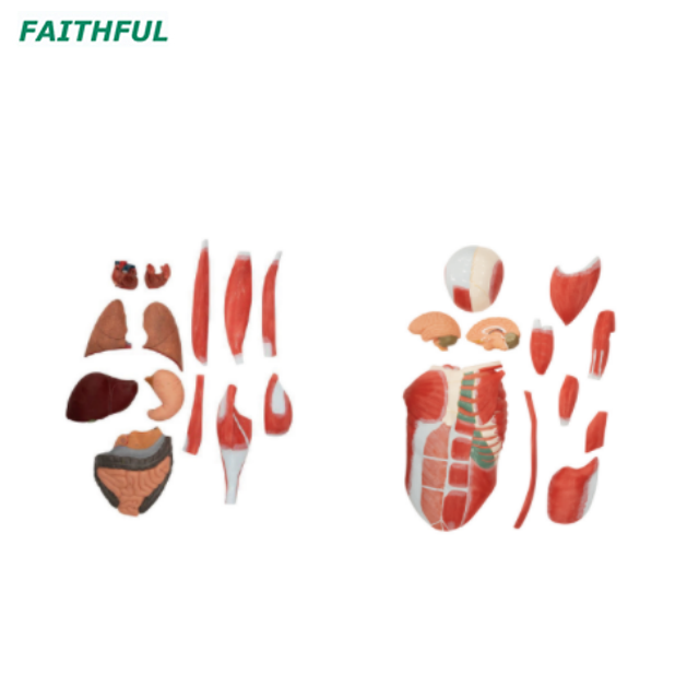 XC-339 Life-Size Human Muscle Model (29 Parts)