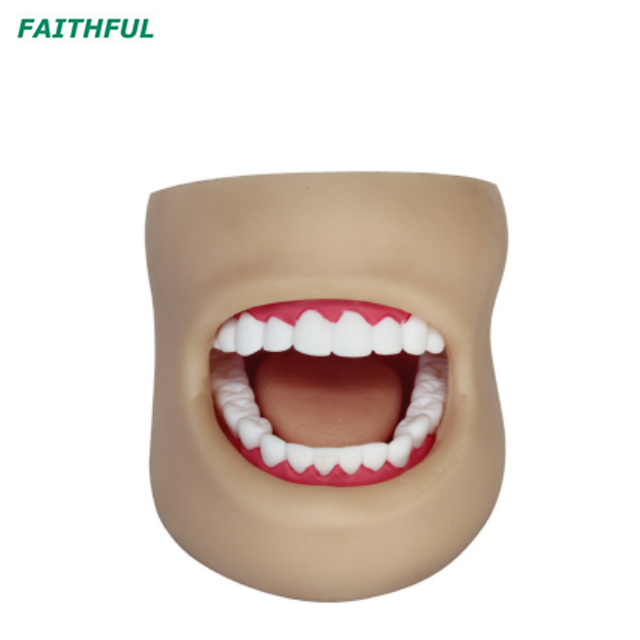 XC-403Series Dental Care Model