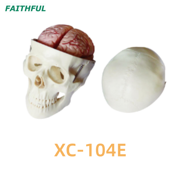 Skull Model XC-104 Series