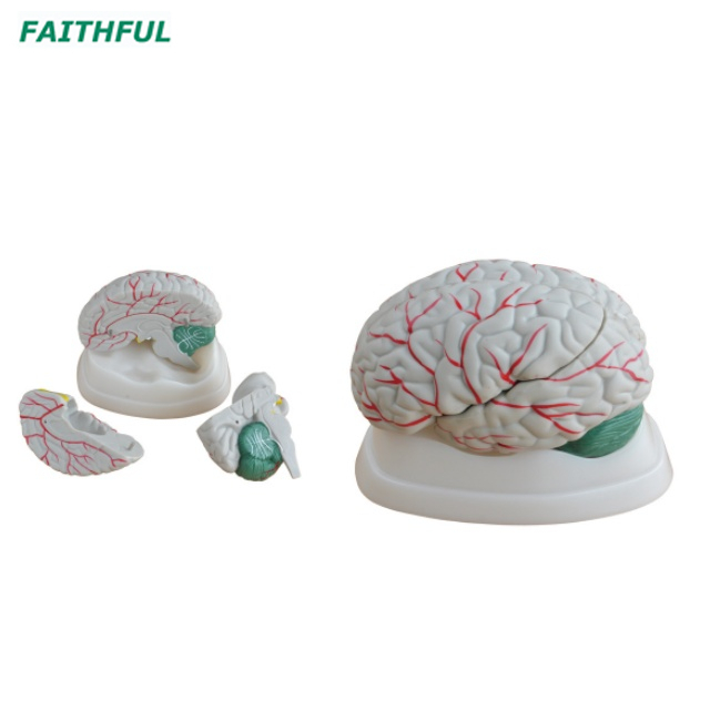 XC-304 Series Brain Model