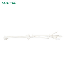 XC-121 Life-Size Upper Extremity(In pairs)