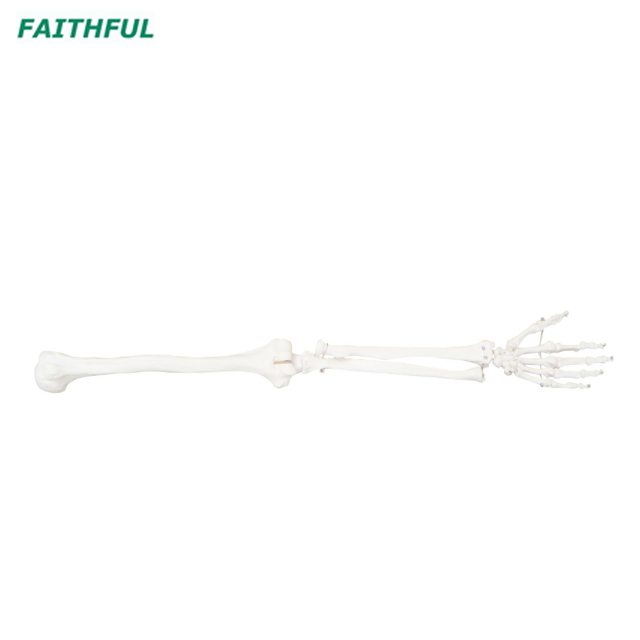 XC-121 Life-Size Upper Extremity(In pairs)