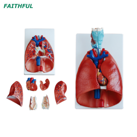 XC-320 Larynx, Heart and Lung Model