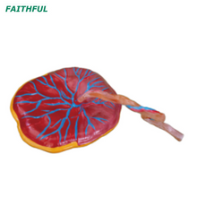 XC-323 Placenta Model