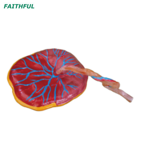 XC-323 Placenta Model