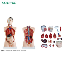 XC-201/XC-203 85CM/26CM Male Torso 19/15 Parts