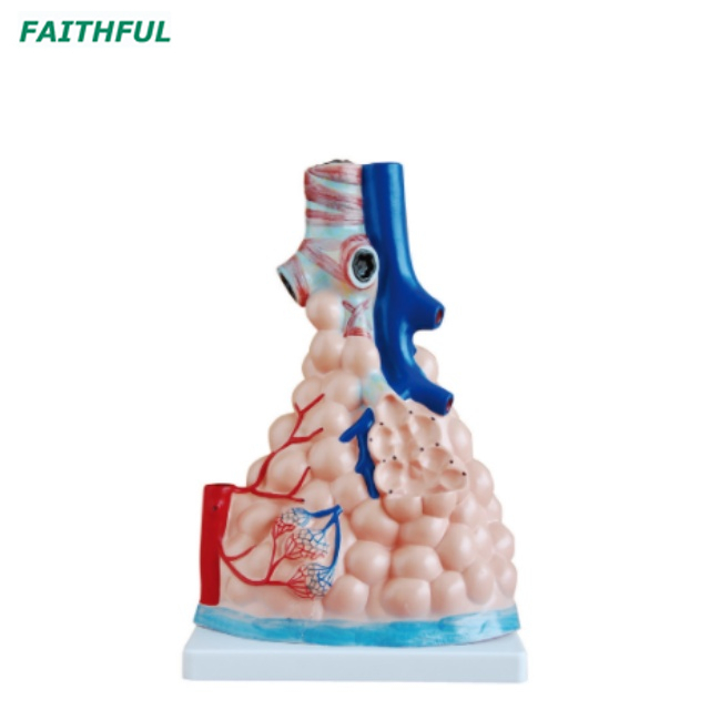 XC-302 Magnified Pulmonary Alveoli Model
