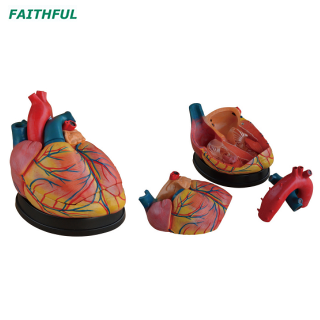 XC-307Series Heart Model