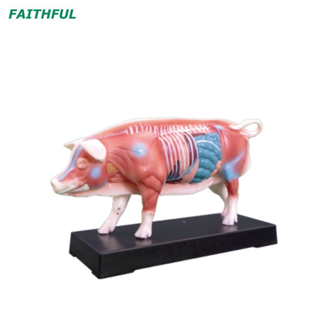 XC-600Series Animal Acupuncture Model