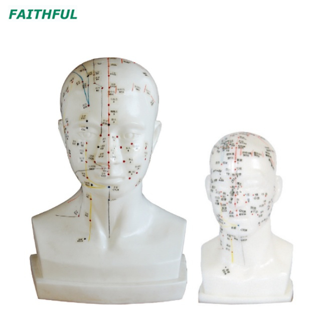 XC-507A/XC-507 （Life-size） Head Acupuncture Model
