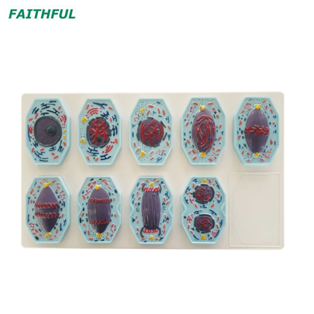 XC-708/XC-709 Meiosis Model 10 Parts/9 Parts