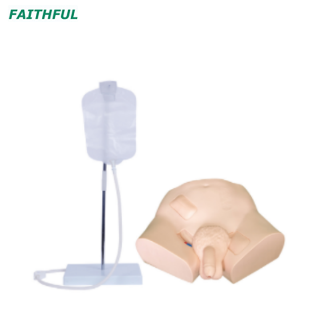 XC-405 Series Simple Male/Female Urethral Catheterization Simulator