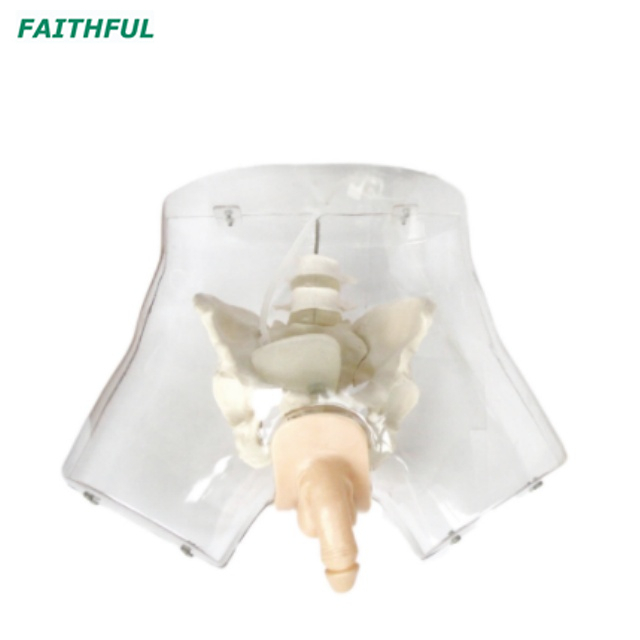 XC-408 Series Urethral Catheterization Simulator